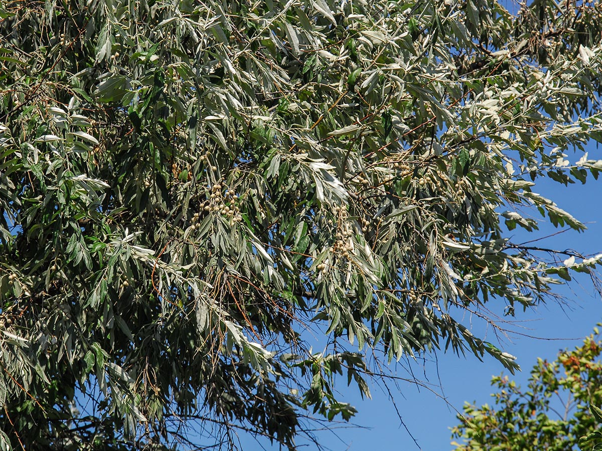 Eleagnus angustifolia